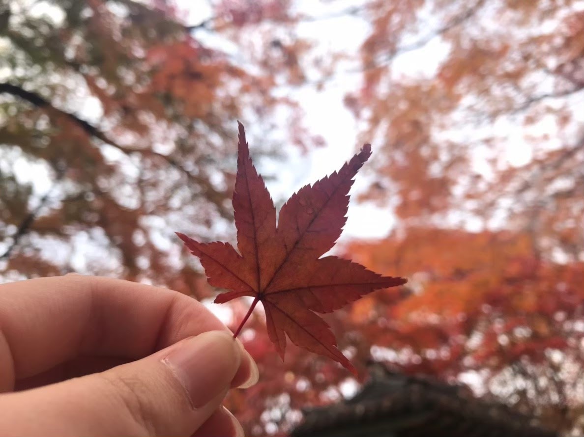 楓紅如第3人生的階段