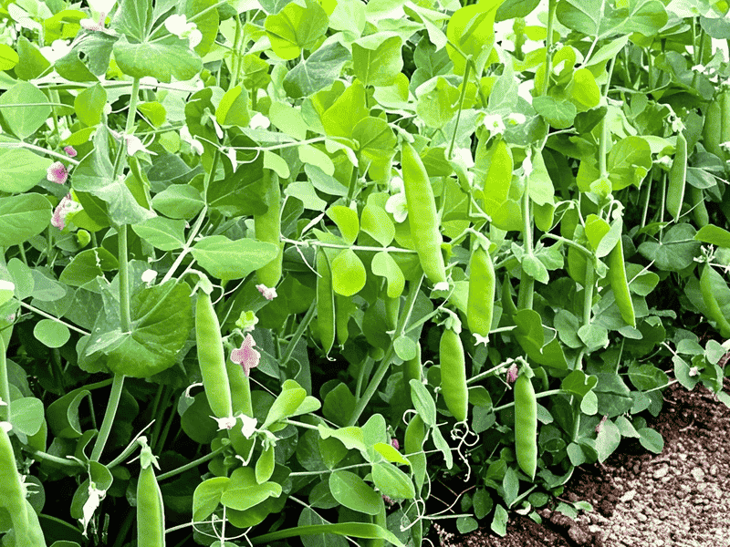 「荷蘭豆」瀑布種植指南：新手必備的5個簡單步驟 圖/AI