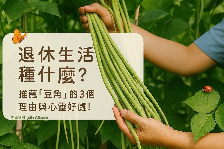 退休生活種什麼？推薦「豆角」的3個理由與心靈好處！圖/AI