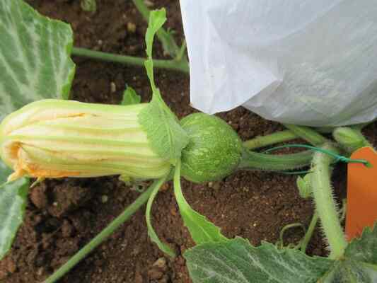 怎麼讓「南瓜」長得又大又甜？這5招農夫都在用！   圖/農業部高雄區農業改良場