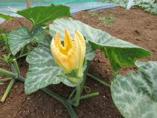 怎麼讓「南瓜」長得又大又甜？這5招農夫都在用！   圖/農業部高雄區農業改良場