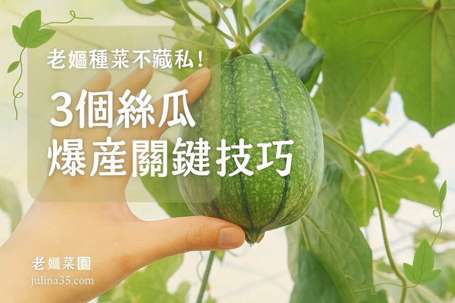 老嫗種菜不藏私！3個「絲瓜」爆產關鍵技巧 圖/AI