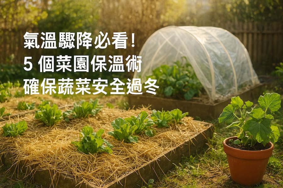 氣溫驟降必看！5 個菜園保溫術，確保蔬菜安全過冬 圖/AI