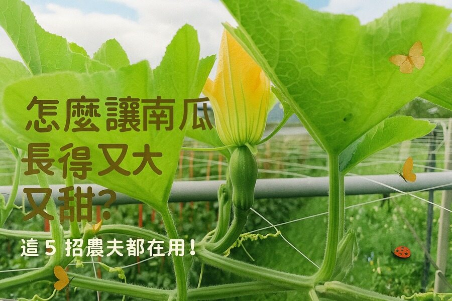 怎麼讓「南瓜」長得又大又甜？這5招農夫都在用！ 圖/AI