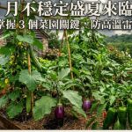 7 月不穩定盛夏來臨！掌握 3 個菜園關鍵，防高溫雷雨 圖/AI