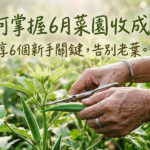 如何掌握6月菜園收成?分享6個新手關鍵,告別老葉 圖/AI