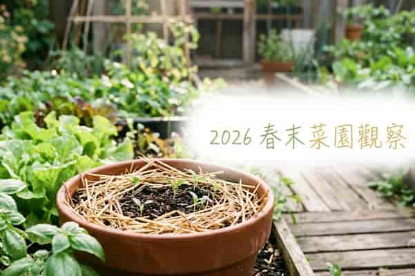 2026 春末農業觀察:氣溫升高後,菜園必看的4個變化 圖/ AI