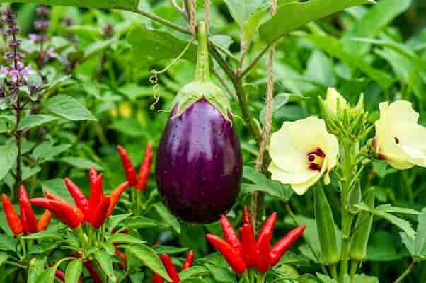 6月種菜推薦:7種耐熱不嬌貴的夏菜,新手也能穩穩收 圖/AI