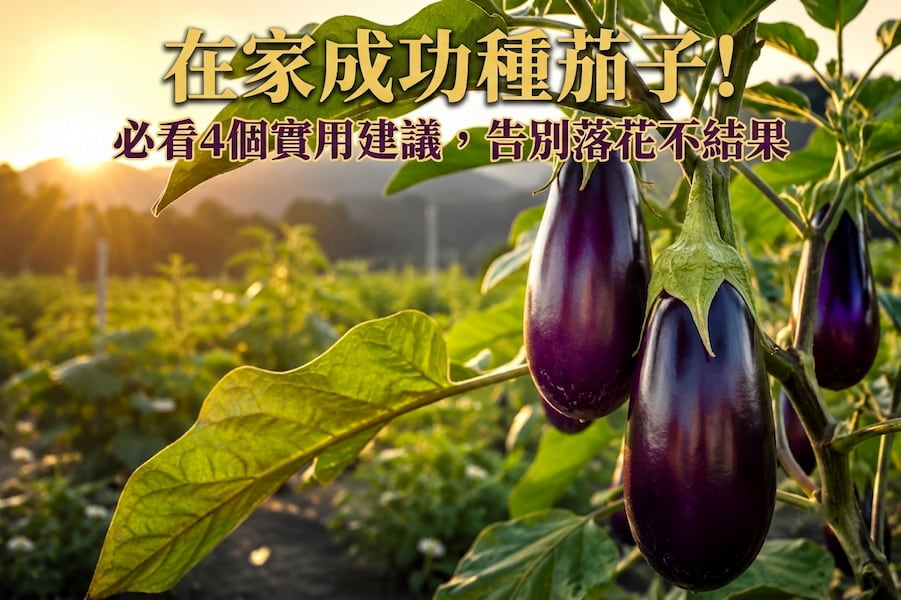 在家成功種茄子！必看4個實用建議，告別落花不結果 圖/AI