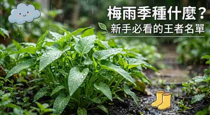 《梅雨季種什麼？ 6 種耐雨悶的夏菜新手名單大公開》  圖/AI
