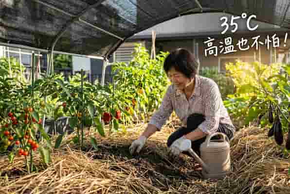 酷暑菜園防曬:3個降溫護根心法,陪蔬菜優雅過夏天 圖/AI