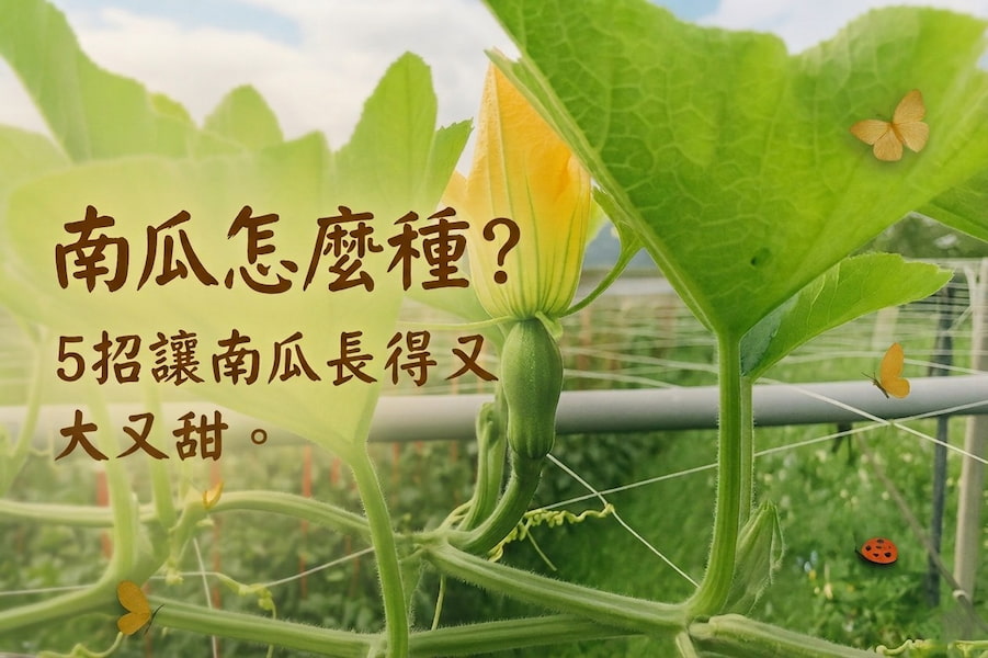 《南瓜怎麼種？5 招農夫私藏技巧，讓南瓜長得又大又甜》 圖/AI