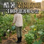 酷暑菜園防曬:3個降溫護根心法,陪蔬菜優雅過夏天 圖/AI