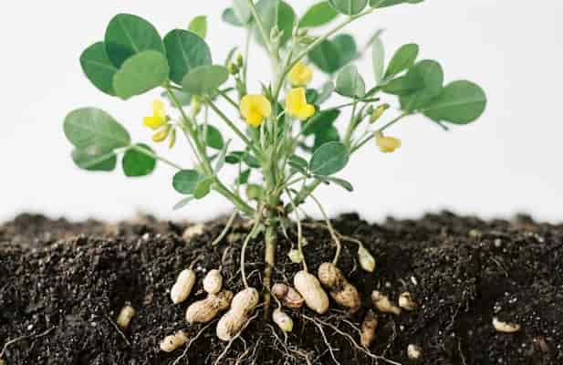 花生種植教學：5 招簡單技巧，讓新手輕鬆當快樂農夫    圖/AI