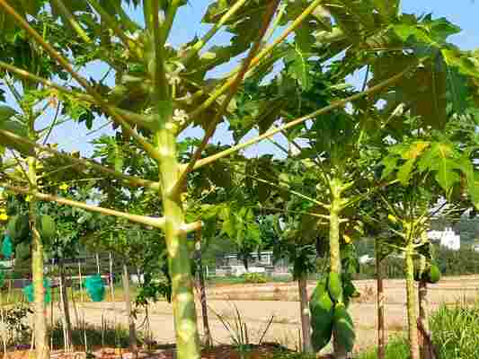 「木瓜」種植常見錯誤TOP3：你也踩過這些雷嗎？    圖/老嫗