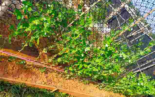 「荷蘭豆」瀑布種植指南：新手必備的5個簡單步驟