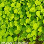 「「莧菜」怎麼種最簡單？3 個祕訣教你輕鬆豐收！ 圖/ 老嫗物語