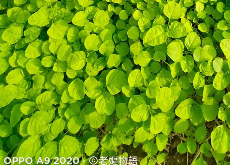 「「莧菜」怎麼種最簡單？3 個祕訣教你輕鬆豐收！ 圖/ 老嫗物語