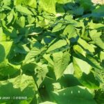 5個原因為什麼地瓜葉適合初學者的菜園 圖/老嫗物語