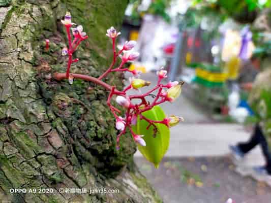 物價漲怎麼辦？退休族「省錢」3招：自己種、自己煮   圖/老嫗物語