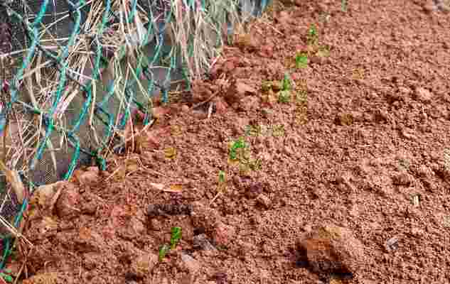 「荷蘭豆」瀑布種植指南：新手必備的5個簡單步驟