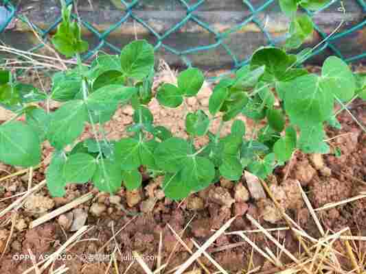 「荷蘭豆」瀑布種植指南：新手必備的5個簡單步驟