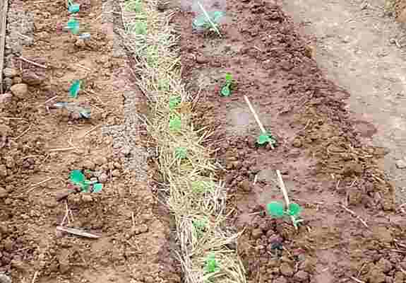 🐛 芹菜和十字花一起種，能有效防止紋白蝶的侵襲哦！🐛