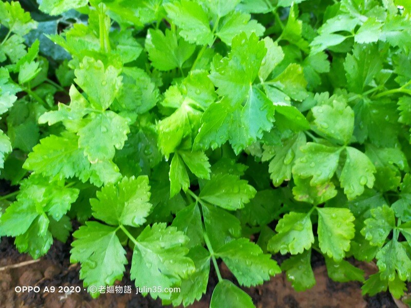 秋冬必種！「芹菜」種植入門指南讓你一次學會 圖/老嫗