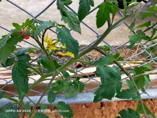 自家種蕃茄指南：1 場美味冒險！5 個秘訣教你輕鬆收穫   圖/老嫗的菜園