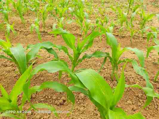 種「玉米」不求人！3個簡單秘訣讓你大豐收     圖/老嫗