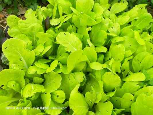 老嫗的菜園 小白菜