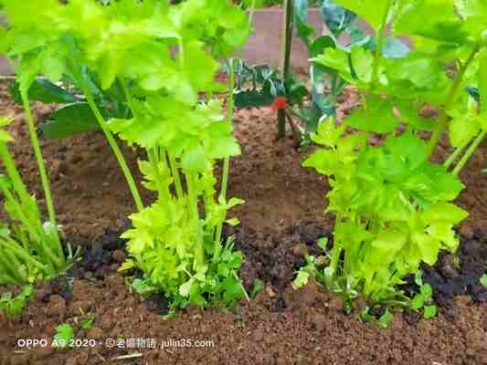 距離地面3公分，保留足夠的根頸部，成為你菜園中的「生長機器」。😄