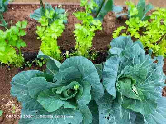 🥦芹菜的根系不發達，所以它是絕佳的空間搭配蔬菜。🥦