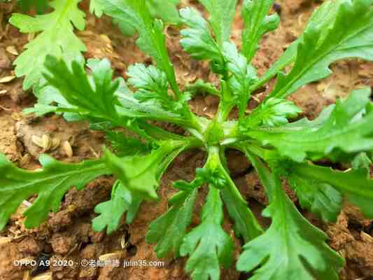 讓「茼蒿」茂盛成長的5個關鍵技巧，新手必看！