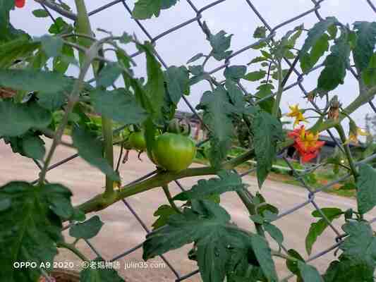 從種菜出發！3件小事打造自在的退休生活