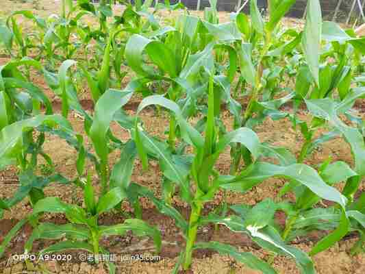 種「玉米」不求人！3個簡單秘訣讓你大豐收     圖/老嫗