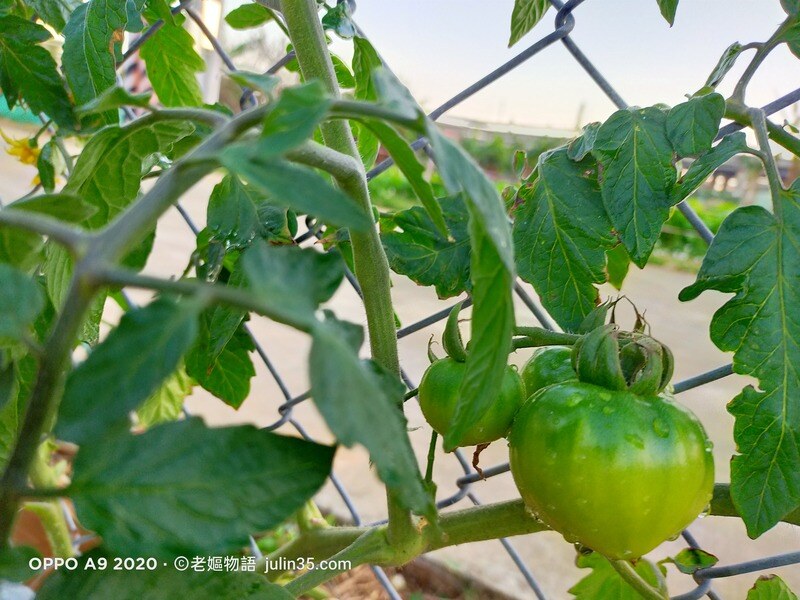 自家菜園的「蕃茄」：從種植到收穫，1場美味的冒險！ 圖/老嫗