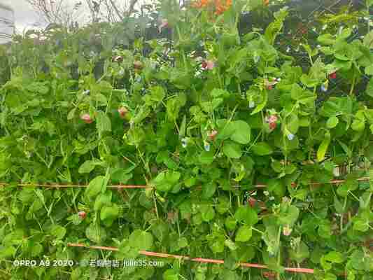 「荷蘭豆」瀑布種植指南：新手必備的5個簡單步驟