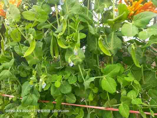 「荷蘭豆」瀑布種植指南：新手必備的5個簡單步驟