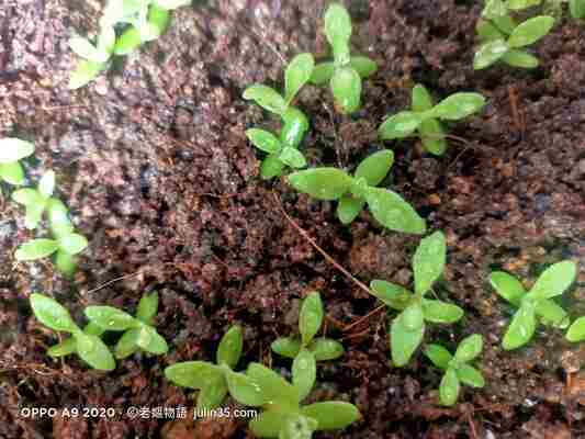 「冰花」種不好？你可能忽略了這3個照顧重點！    圖/老嫗菜園