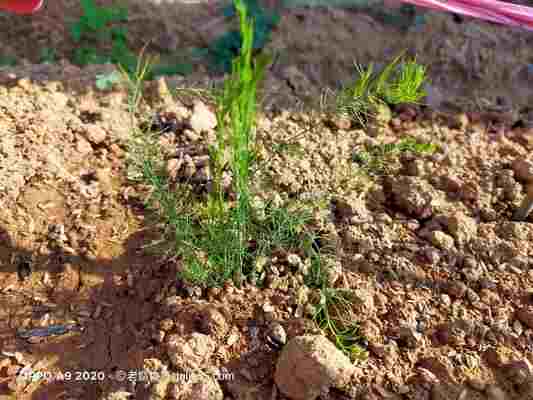 「蘆筍」怎麼種才會長得快？這5大秘訣提升產量！