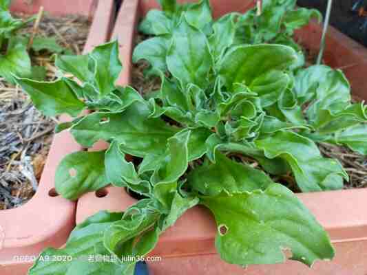 老嫗的菜園 冰花