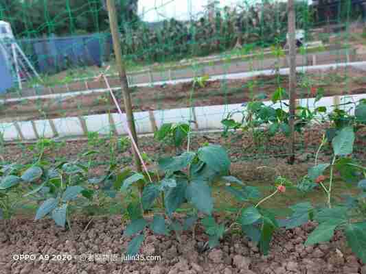 退休生活種什麼？推薦「豆角」的3個理由與心靈好處！圖/老嫗菜園
