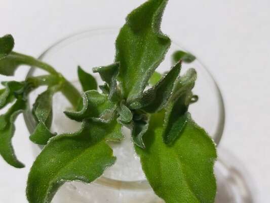 「冰花」種不好？你可能忽略了這3個照顧重點！    圖/老嫗菜園