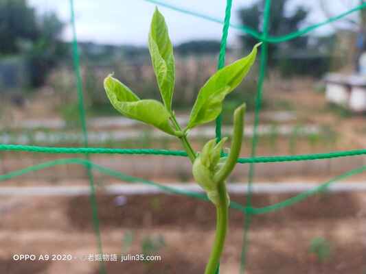 退休生活種什麼？推薦「豆角」的3個理由與心靈好處！圖/老嫗菜園