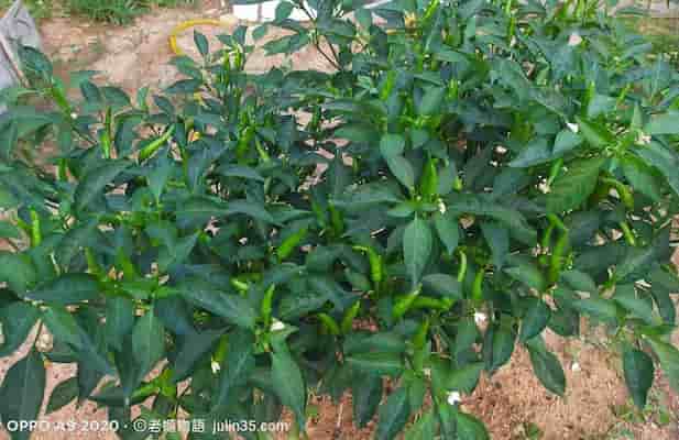 辣椒種植攻略：5 個爆盆偷吃步，讓辣椒控收成不停    圖 /老嫗的菜園