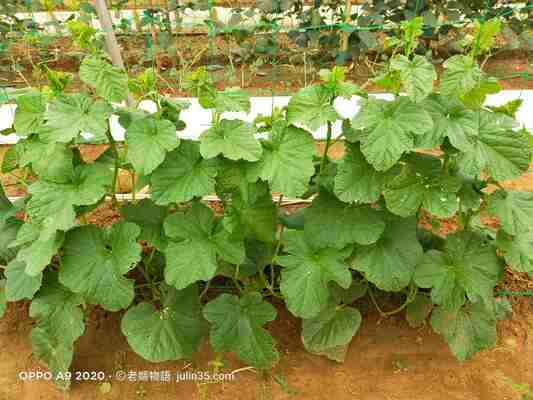 一顆「香瓜」換來一片寧靜：退休生活的3個療癒秘訣      圖/老嫗菜園