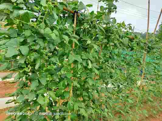 退休生活種什麼？推薦「豆角」的3個理由與心靈好處！   圖/老嫗菜園
