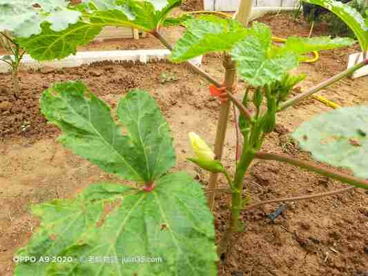 「秋葵」種植全攻略：5大技巧讓你從夏採到秋！        圖/老嫗菜園