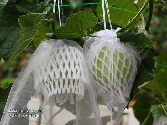 一顆「香瓜」換來一片寧靜：退休生活的3個療癒秘訣      圖/老嫗菜園